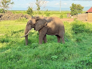 John the elephant at Engiri Game lodge