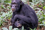 7-Day Uganda Gorilla, Chimpanzee & Wildlife Safari Adventure