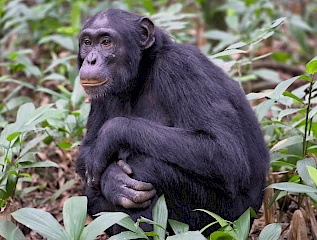 7-Day Uganda Gorilla, Chimpanzee & Wildlife Safari