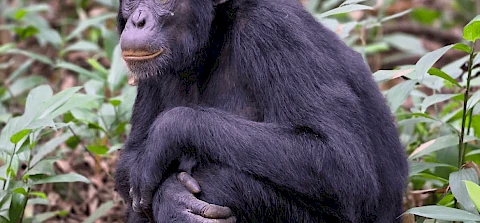 7-Day Uganda Gorilla, Chimpanzee & Wildlife Safari