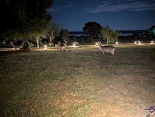 evening game drive in murchison falls national park