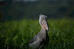 7-Day Uganda Birding & Gorilla Trekking Safari