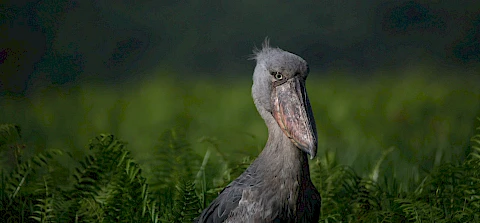 shoebill stork