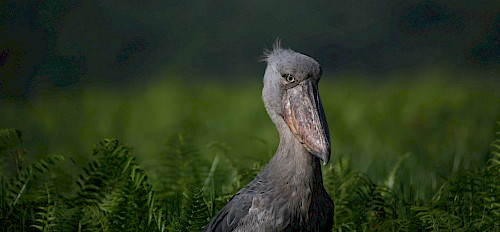 shoebill stork