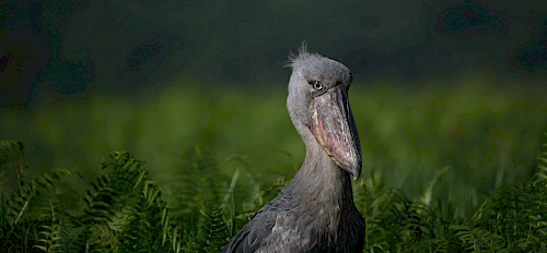 7-Day Uganda Birding & Gorilla Trekking Safari