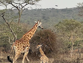 giraffes in lake Mburo