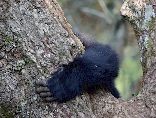 gorilla hand