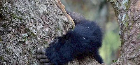 gorilla hand