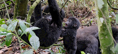 1 Day Bwindi Gorilla Habituation Experience