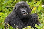 4-Day Rwanda Gorillas & Nyungwe Chimps
