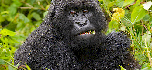 4-Day Rwanda Gorillas & Nyungwe Chimps