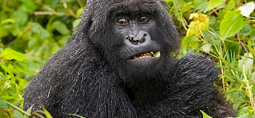 4-Day Rwanda Gorillas & Nyungwe Chimps