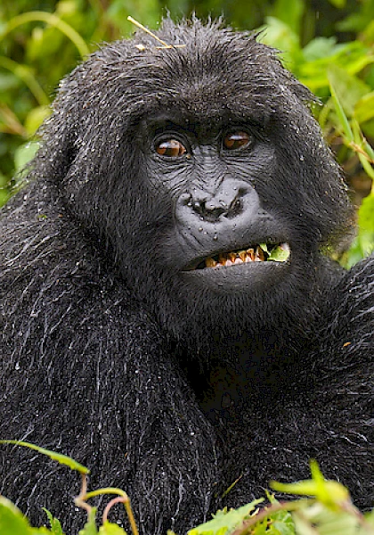 gorilla in volcanoes national park rwanda